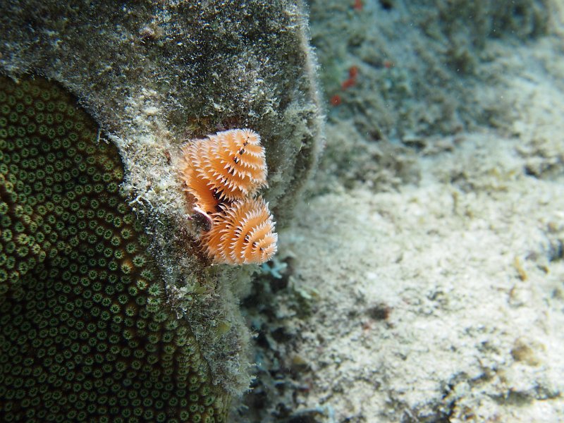 Curacao 04-12 075.JPG